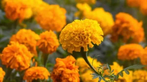 Jardineiros Revelam a Flor Que Vira um Escudo Natural em Seu Jardim