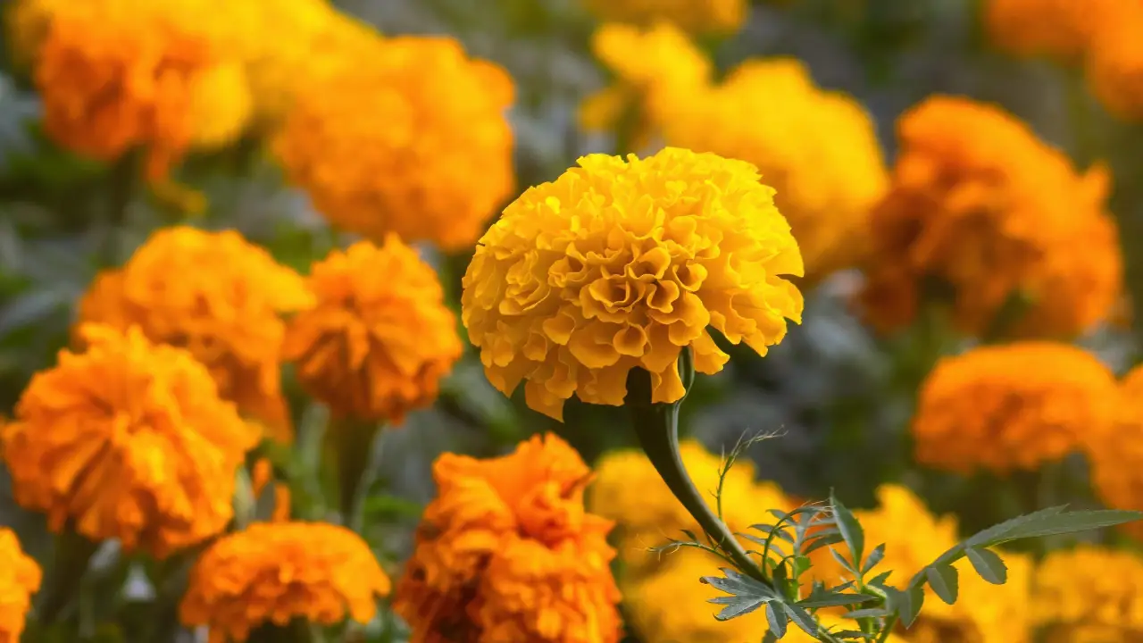 Jardineiros Revelam a Flor Que Vira um Escudo Natural em Seu Jardim