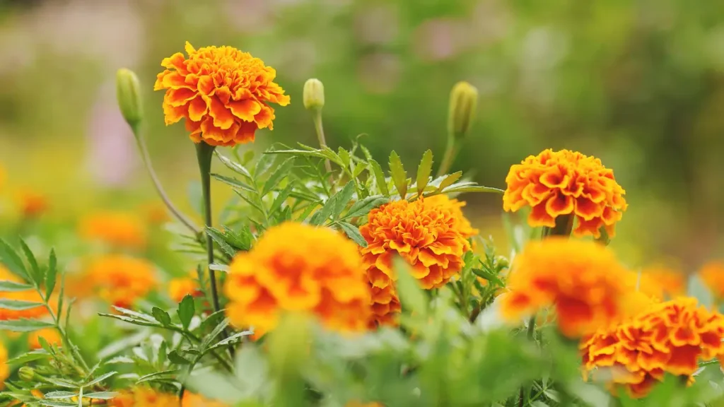 tagetes laranjas
