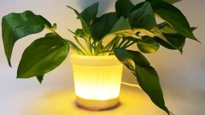 Especialistas Alertam: Erro Comum com Luz LED Está Matando Plantas em Apartamentos