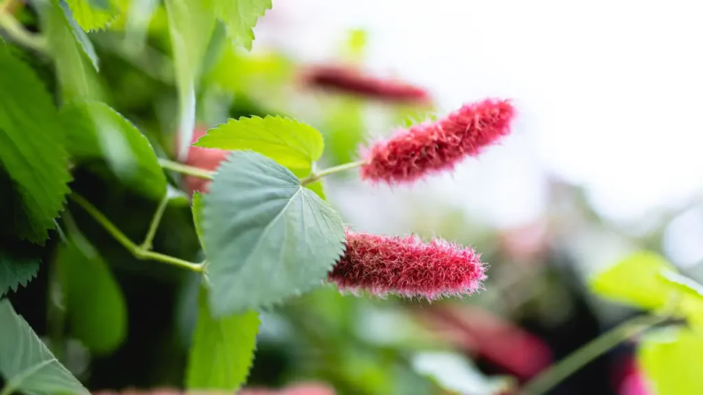 Rabo-De-Gato: Aprenda Tudo Sobre Essa Planta