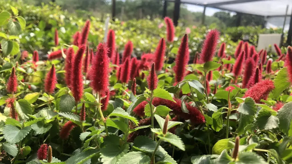 Rabo-De-Gato: Aprenda Tudo Sobre Essa Planta