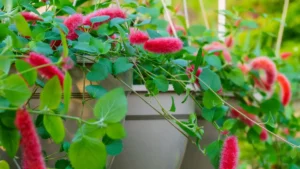 Rabo-De-Gato: Aprenda Tudo Sobre Essa Planta