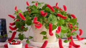 Rabo-De-Gato: Aprenda Tudo Sobre Essa Planta