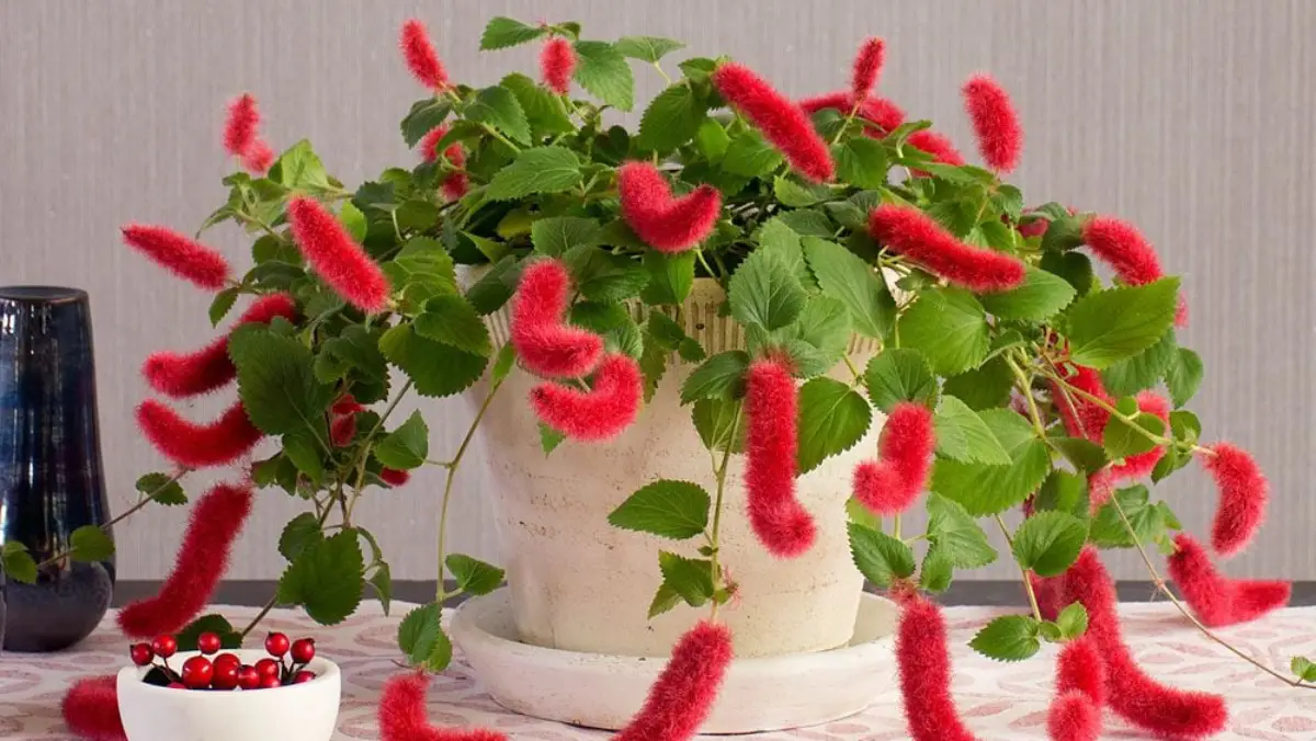 Rabo-De-Gato: Aprenda Tudo Sobre Essa Planta