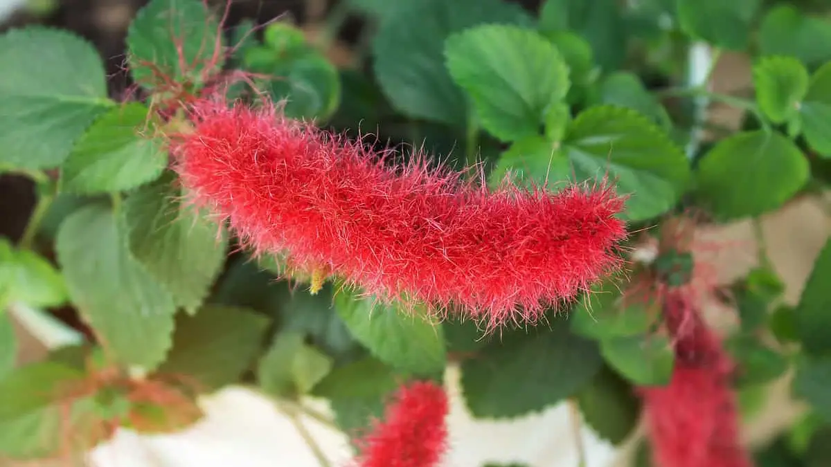 Rabo-De-Gato: Aprenda Tudo Sobre Essa Planta