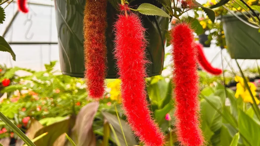 Rabo-De-Gato: Aprenda Tudo Sobre Essa Planta