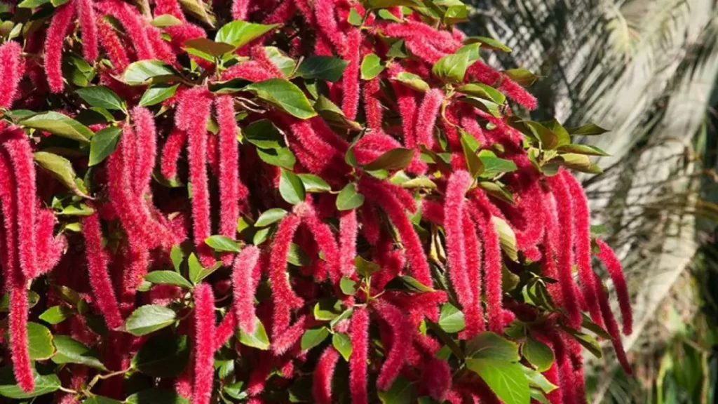 Rabo-De-Gato: Aprenda Tudo Sobre Essa Planta