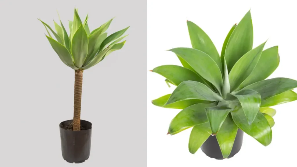 5 Plantas que Combinam com o Cacto‑estrela
