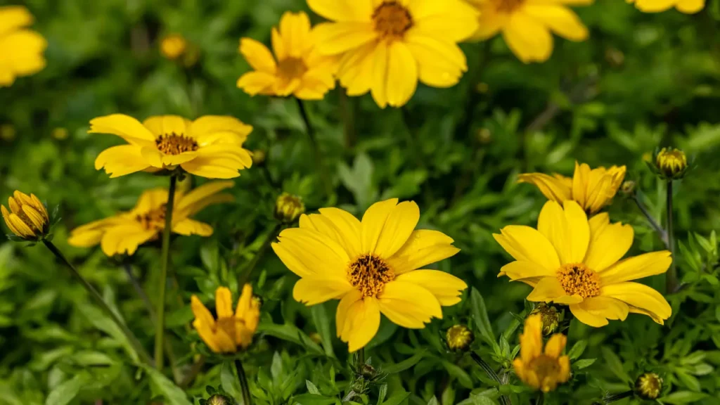 5 Plantas Que Combinam com o Véu-de-Noiva