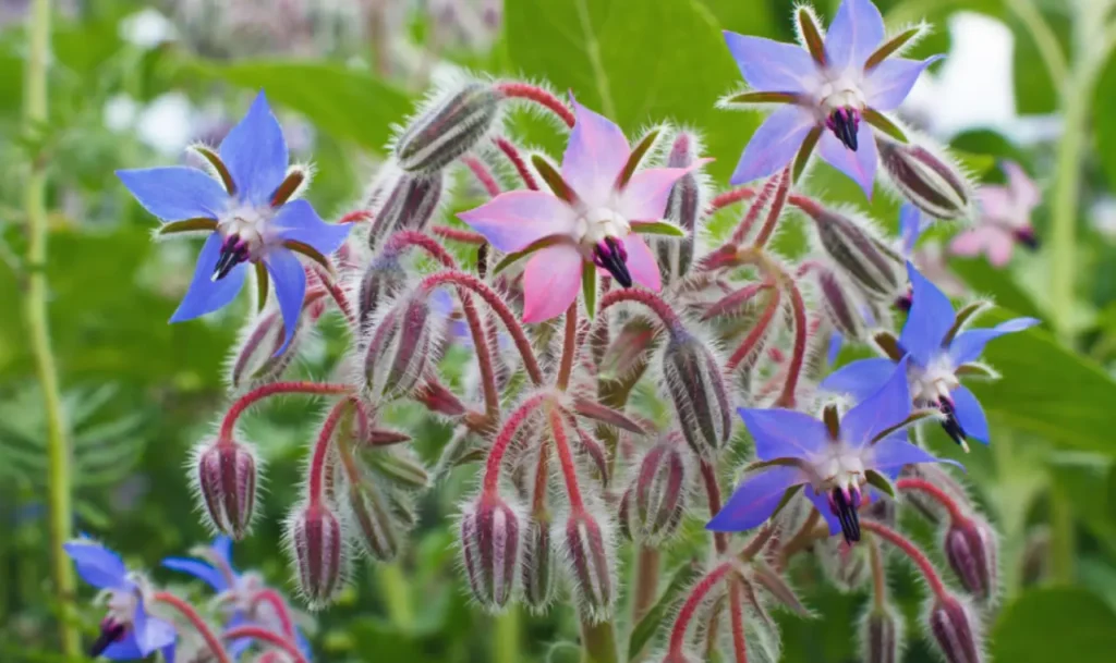 Borago (Borragem)