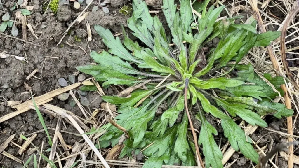 Buva: a planta que pode ser vilã no campo e aliada na medicina