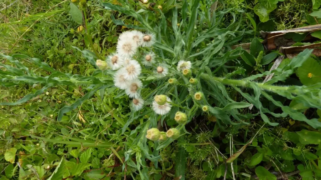 Buva: a planta que pode ser vilã no campo e aliada na medicina