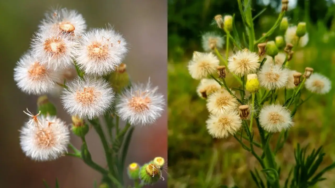 Buva: a planta que pode ser vilã no campo e aliada na medicina
