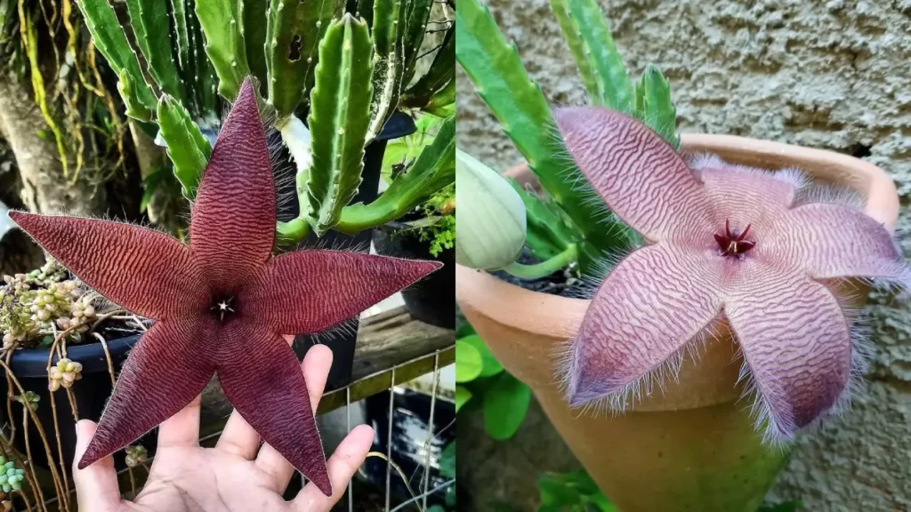 cactos estrela do mar