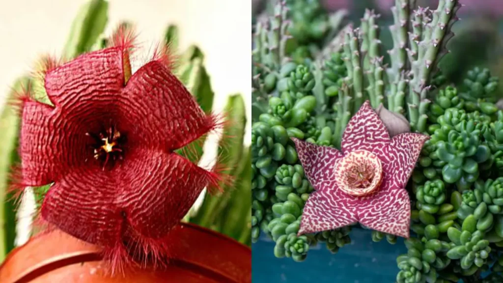 flor de cacto estrela