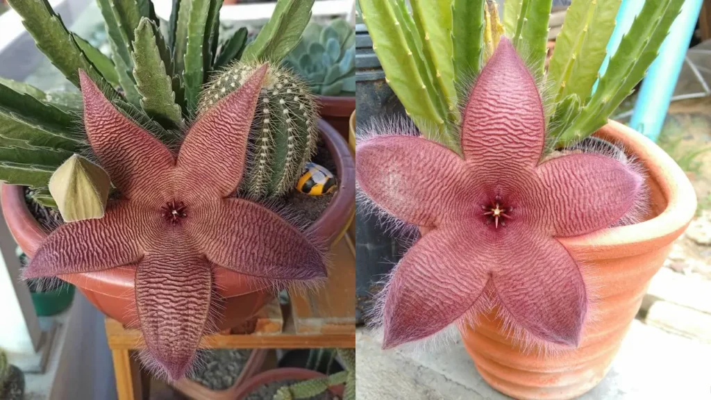 Cacto estrela: Aprenda Tudo Sobre Essa Planta
