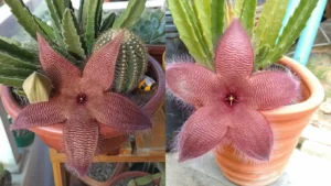 Cacto estrela: Aprenda Tudo Sobre Essa Planta