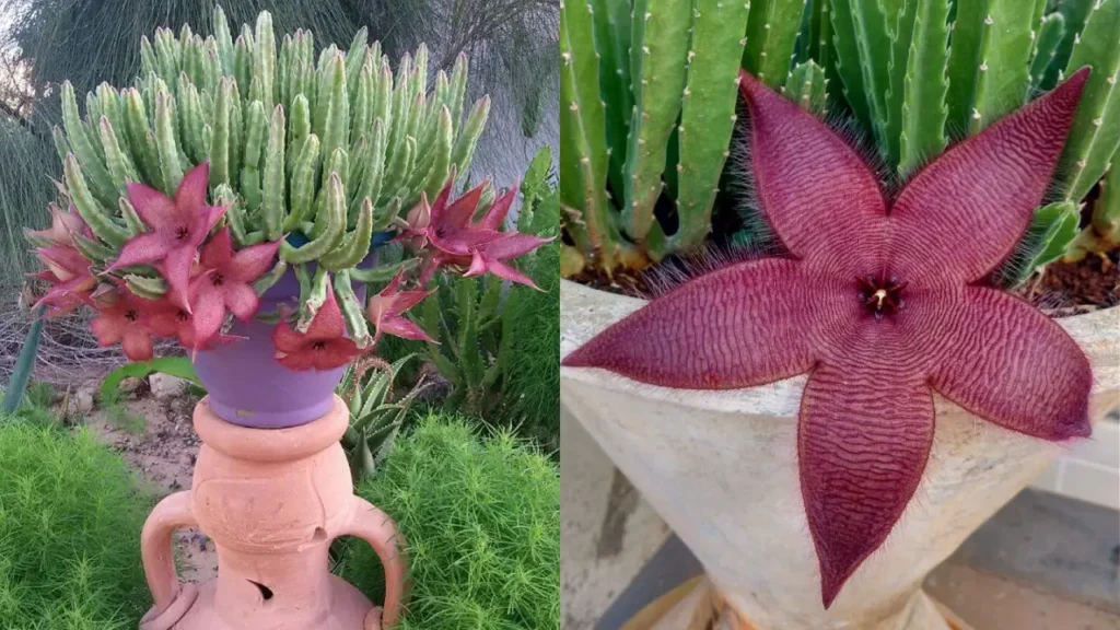 Cacto estrela: Aprenda Tudo Sobre Essa Planta
