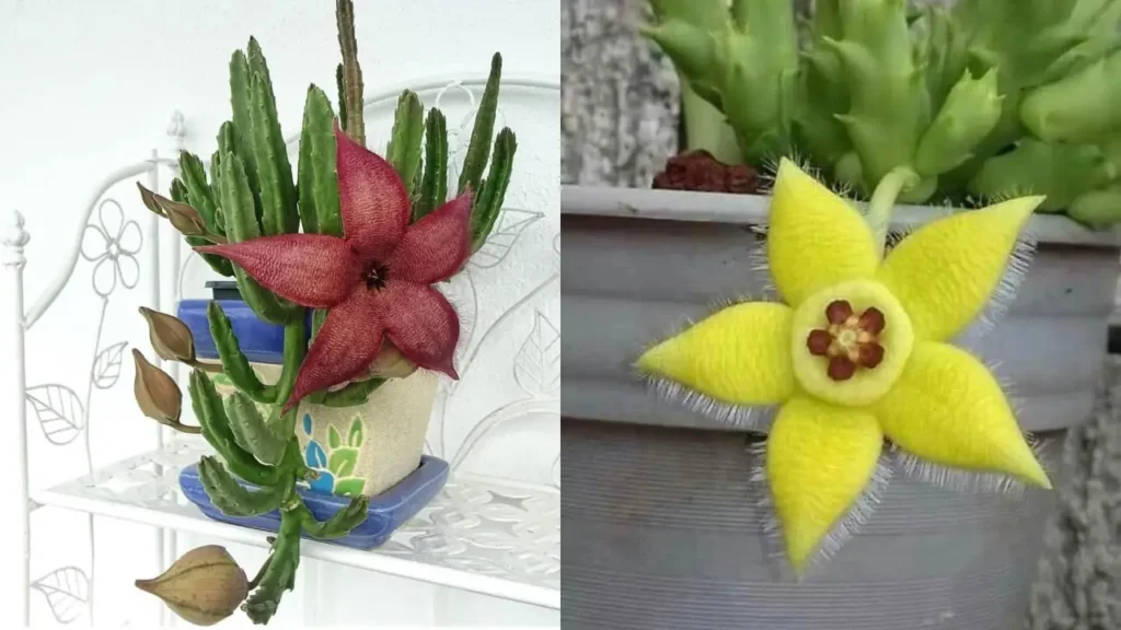 Cacto estrela: Aprenda Tudo Sobre Essa Planta
