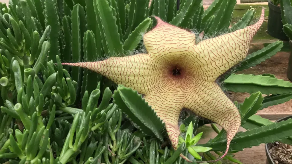 Cacto-estrela amarela Stapelia gigantea