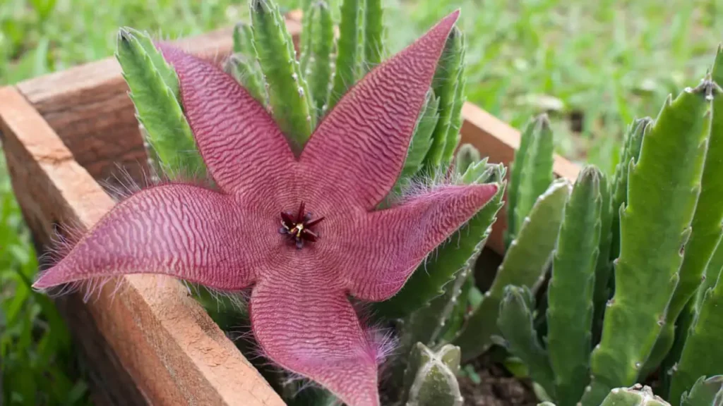 Cacto estrela: Aprenda Tudo Sobre Essa Planta
