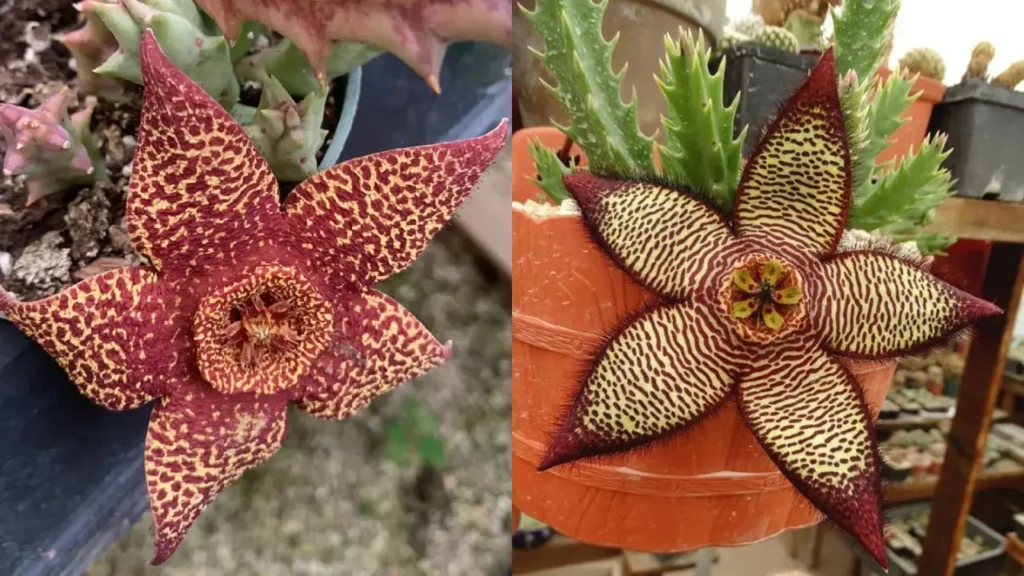 Stapelia variegata
