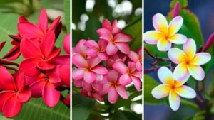 Jasmim Manga: Aprenda Tudo Sobre Essa Planta
