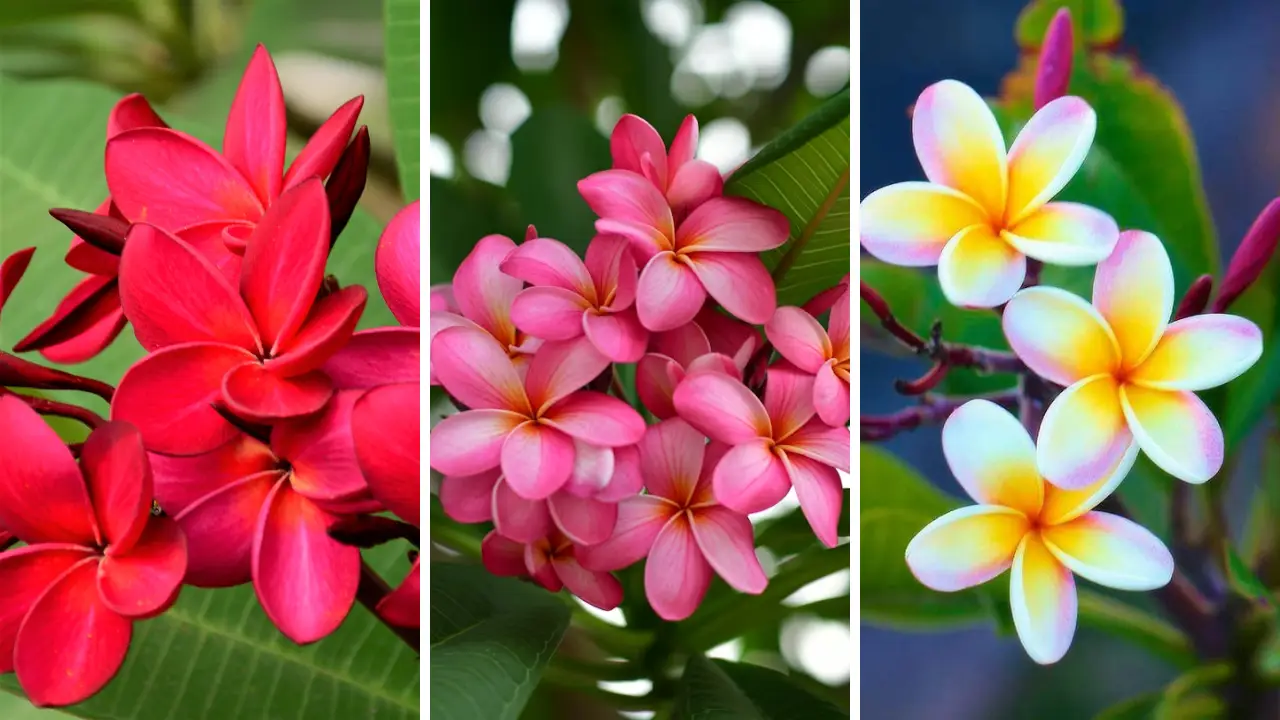 Jasmim Manga: Aprenda Tudo Sobre Essa Planta