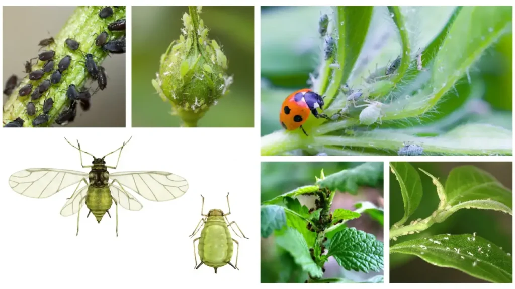 Pulgões: Aprenda Tudo Sobre Esse Inseto