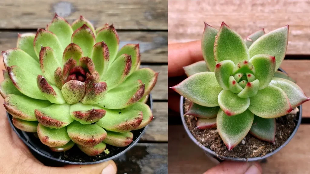5 Plantas que Combinam com o Cacto‑estrela