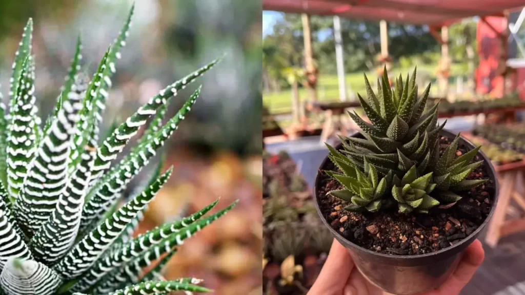 5 Plantas que Combinam com o Cacto‑estrela