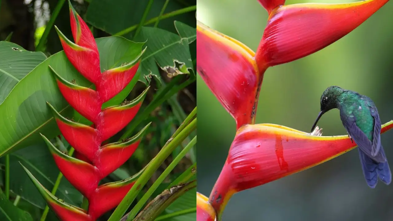 Heliconia bihai