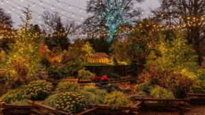 Jardim Natalino com Plantas Naturais: Veja Como Transformar Seu Quintal Para o Fim de Ano