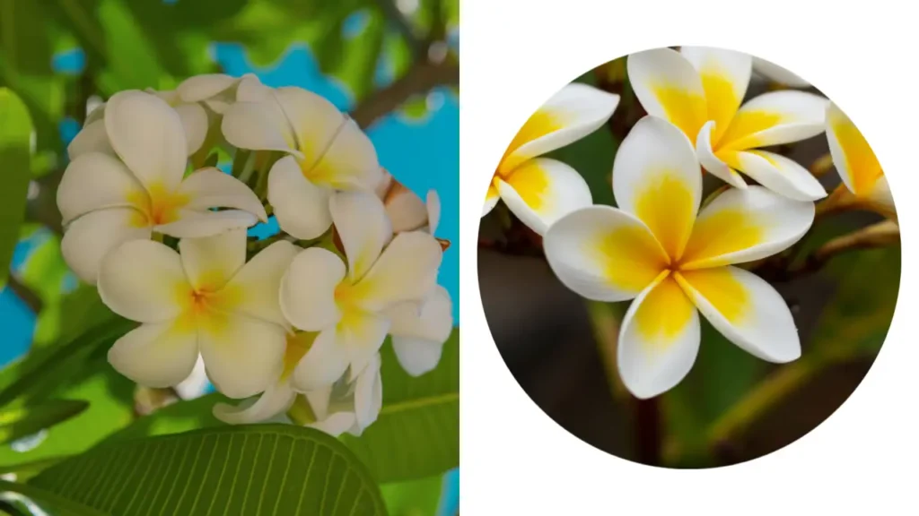 Jasmim Manga: Aprenda Tudo Sobre Essa Planta