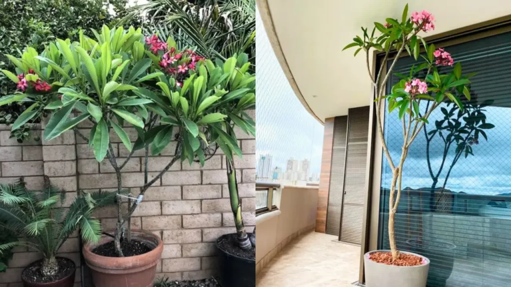 Jasmim Manga: Aprenda Tudo Sobre Essa Planta