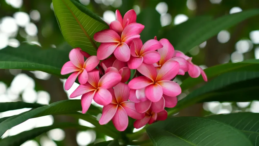 Jasmim Manga: Aprenda Tudo Sobre Essa Planta