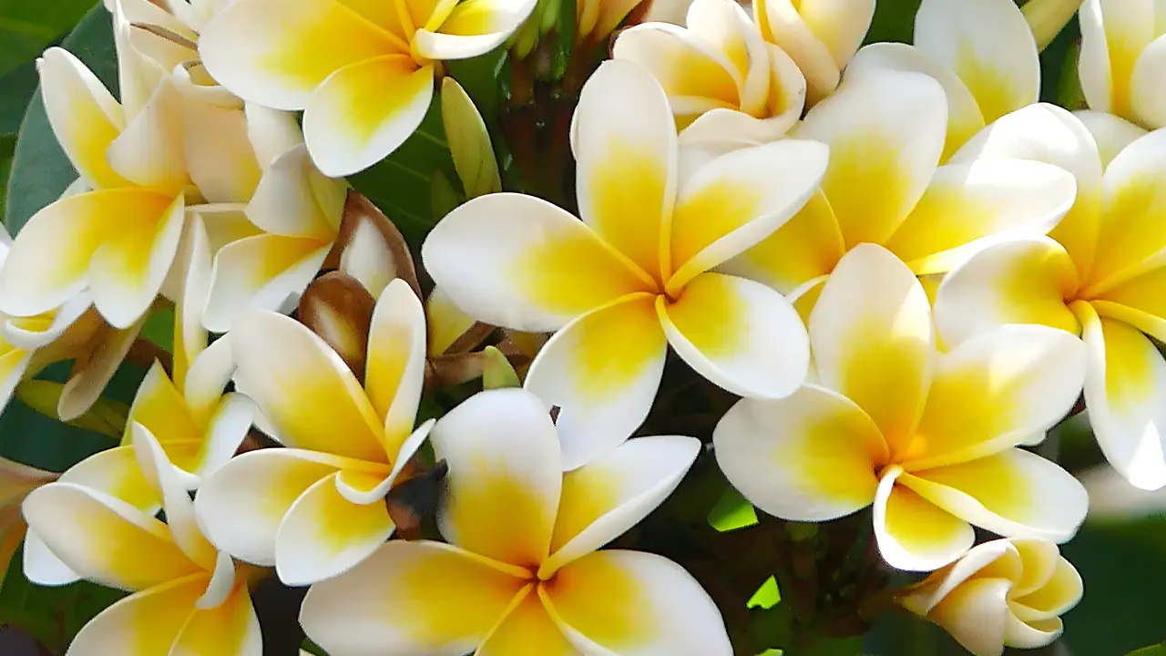 Jasmim Manga: Aprenda Tudo Sobre Essa Planta