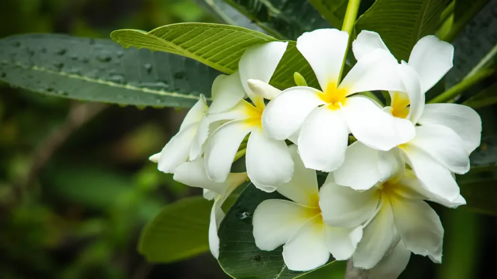 Jasmim Manga: Aprenda Tudo Sobre Essa Planta