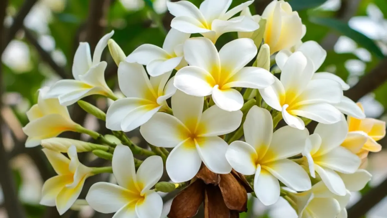 Jasmim Manga: Aprenda Tudo Sobre Essa Planta