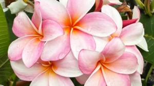 Jasmim Manga: Aprenda Tudo Sobre Essa Planta