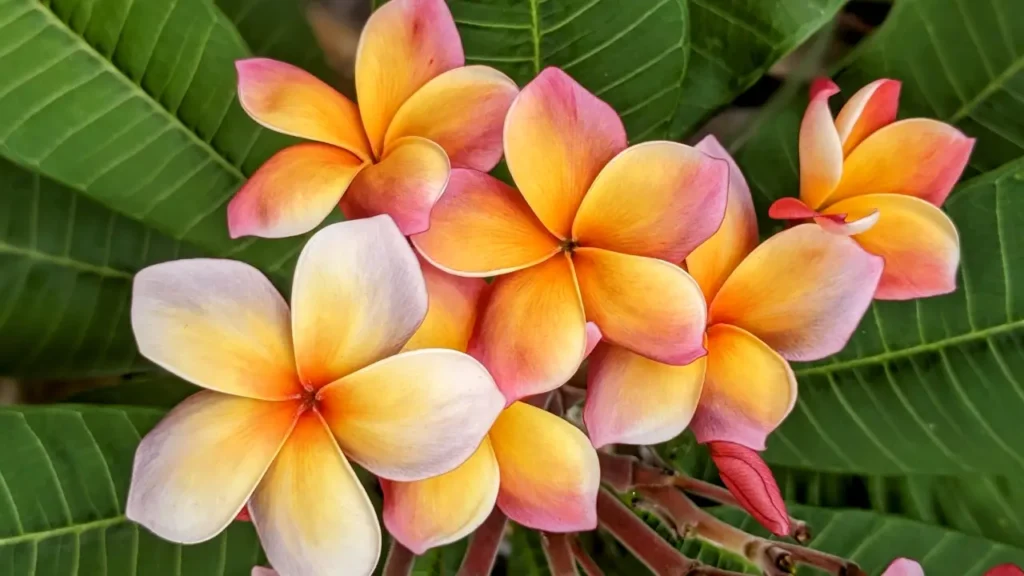 Jasmim Manga_ Aprenda Tudo Sobre Essa Planta (7)