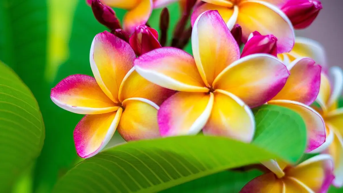 Jasmim Manga: Aprenda Tudo Sobre Essa Planta