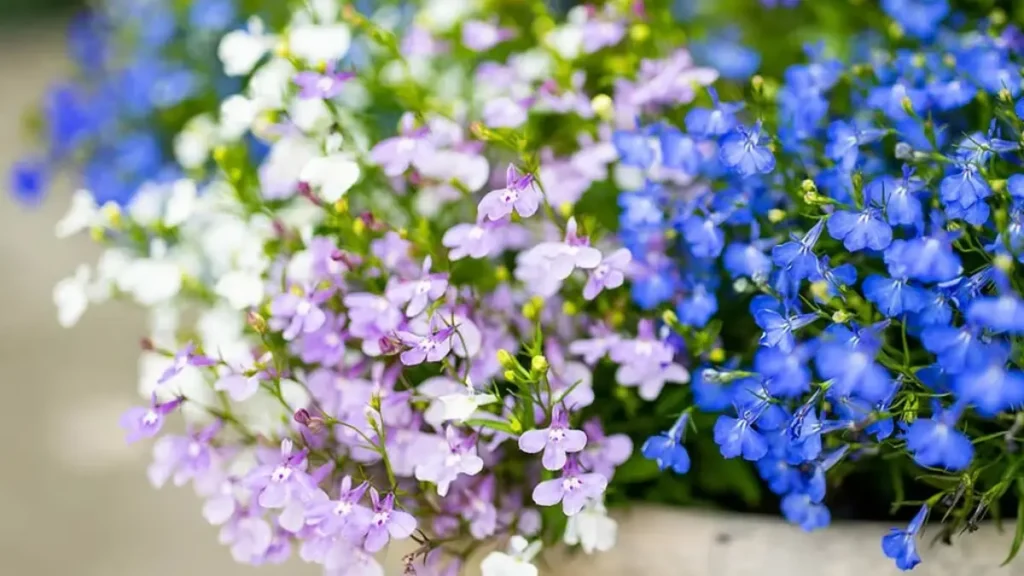 5 Plantas Que Combinam com o Véu-de-Noiva