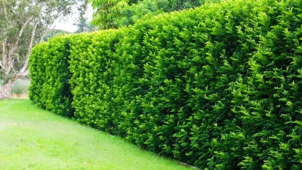 Quer mais proteção e beleza no jardim? Veja 6 plantas ideais para cerca viva
