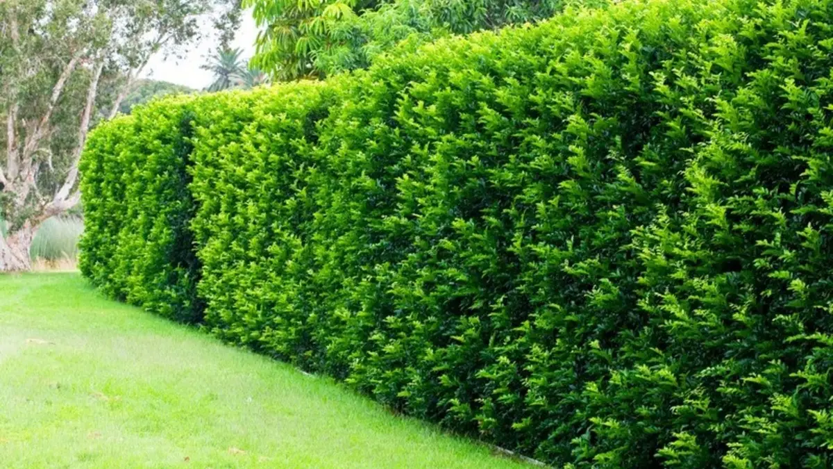 Quer mais proteção e beleza no jardim? Veja 6 plantas ideais para cerca viva