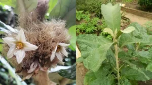 Planta ‘Cura-Tudo’ Intriga Pesquisadores e Ainda Divide Opiniões