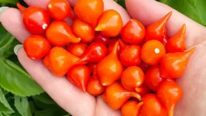Como Plantar Pimenta de Biquinho e Colher Frutos o Ano Todo