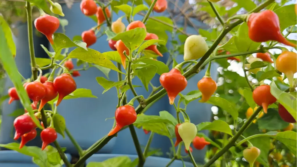 Como Plantar Pimenta de Biquinho e Colher Frutos o Ano Todo
