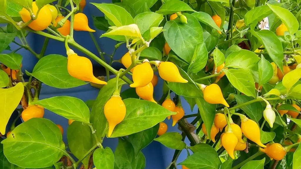 Como Plantar Pimenta de Biquinho e Colher Frutos o Ano Todo
